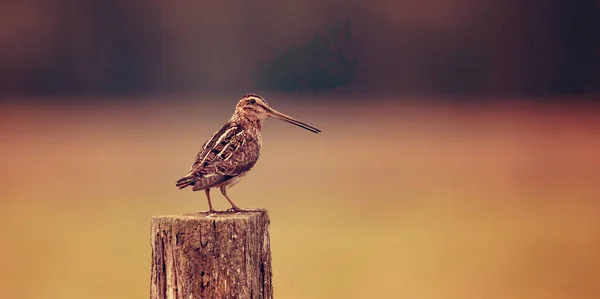 Common Snipe Gallinago Looking Food Meadow Flies Sits Wooden Poles — Stock Photo, Image
