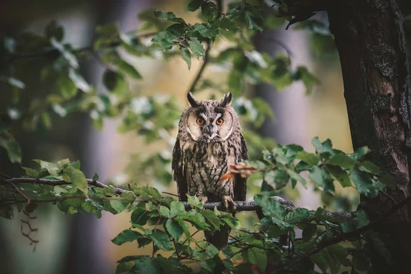 Eared Callus Asio Otus Sits Tree Branch Looks Its Food — Stock Fotó