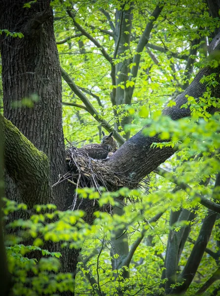 Eurasian Eagle Owl Bubo Bubo Sitting Sitting Nest Tree Crown — Stock Photo, Image