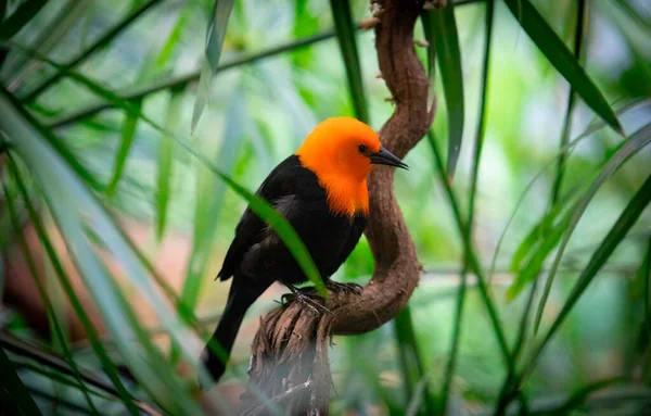 Skarlát Fejű Blackbird Amblyramphus Holosericeus Fekete Madár Narancs Vörös Fejjel — Stock Fotó