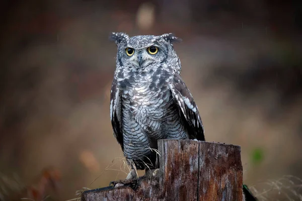 Bubo Africanus Sits Watches Its Surroundings Its Food Best Photo — Stock Photo, Image