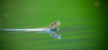 Çimen yılanı Natrix natrix suyun yüzeyinde yüzer ve en iyi fotoğrafı olan yiyecek arar..