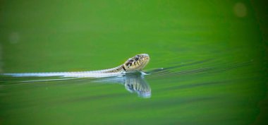 The grass snake Natrix natrix swims on the surface of the water and looks for food, the best photo. clipart