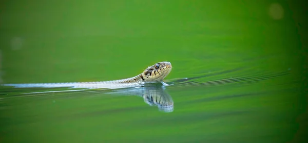 Grass Snake Natrix Natrix Swims Surface Water Looks Food Best — Stock Photo, Image