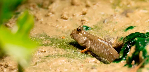 Periophthalmus Barbarus Crawls Sand Mud Courtes Himself Looks Partner Best — Φωτογραφία Αρχείου