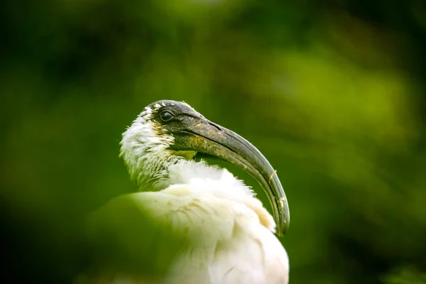 Ibis Eudocimus Albus Sucht Nahrung Das Beste Foto — Stockfoto