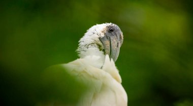 Ibis Eudocimus albusu yiyecek arıyor, en iyi fotoğraf..