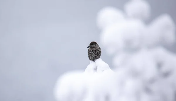 Nucifraga Caryocatactes Κάθεται Ένα Χιονισμένο Υποκατάστημα Καλύτερη Φωτογραφία — Φωτογραφία Αρχείου