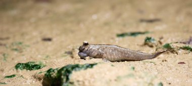Periophthalmus barbarus crawls over the sand and mud and courtes himself and looks for a partner, the best photo.