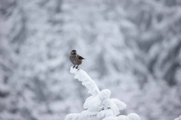 Nucifraga Caryocattesの雪の枝に座って 最高の写真 — ストック写真