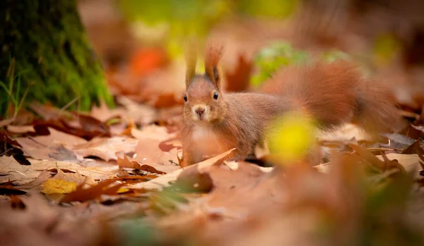 나뭇잎에 너트를 아름다운 다람쥐 베팅츠 — 스톡 사진