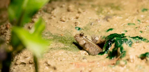 Periophthalmus Barbarus Crawls Sand Mud Courtes Himself Looks Partner Best — Photo