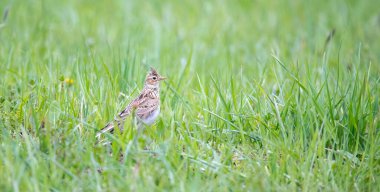 Avrasya tarlakuşu Alauda arvensis uçuyor, en iyi fotoğraf..