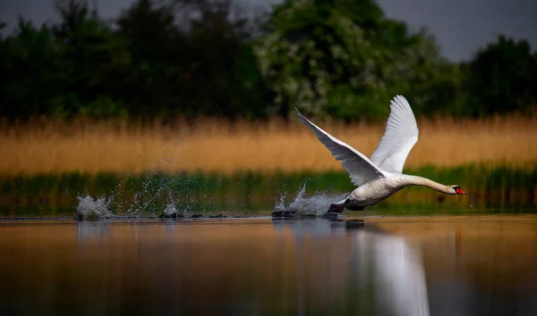 Amazing Swan Trying Take Surface Lake Best Photo — 스톡 사진