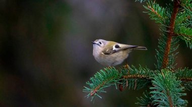 Goldcrest bahar renginde bir dalda oturuyor, en iyi fotoğraf..