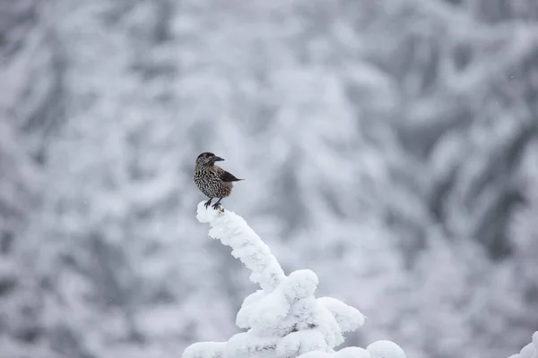 Nucifraga Caryocatactes Κάθεται Ένα Χιονισμένο Υποκατάστημα Καλύτερη Φωτογραφία — Φωτογραφία Αρχείου