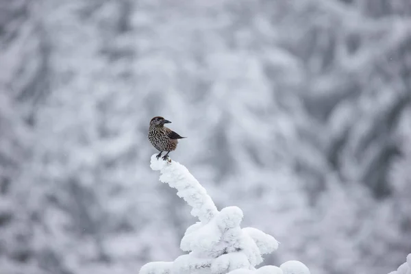 Nucifraga Cariocatactes Sentado Una Rama Nevada Mejor Foto —  Fotos de Stock