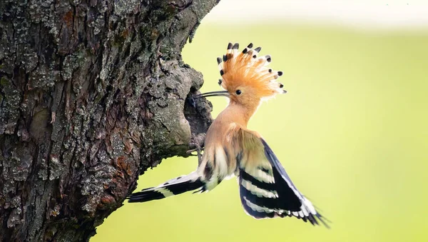 Crested Hoopoe Upupa Epoci Zboară Cuib Transportă Alimente Pentru Femele — Fotografie, imagine de stoc