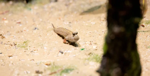 Periophthalmus Barbarus Crawls Sand Mud Courtes Himself Looks Partner Best — Stockfoto