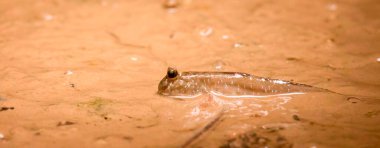 Periophthalmus barbarus crawls over the sand and mud and courtes himself and looks for a partner, the best photo.