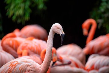 Flamingo kuşu, geniş bir grupta yiyecek aramak için dolaşır. En iyi fotoğraf..