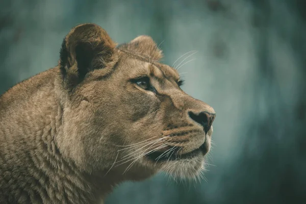 Lejonet Berber Rovdjur Ansikte Nad Farlig Syn Det Bästa Fotot — Stockfoto