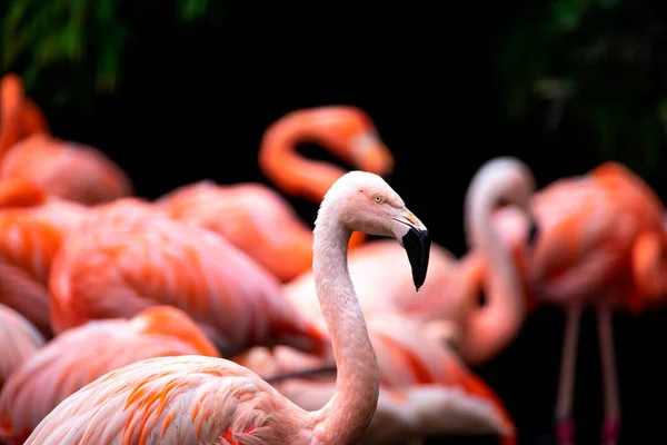 Flamingo Fuglen Streifer Rundt Stor Gruppe Jakt Etter Streifdyr Stor – stockfoto
