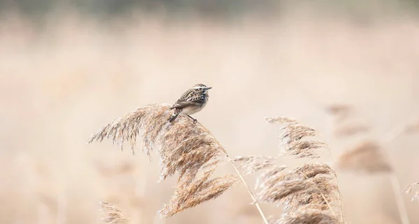 Whinchat Saxicola Rubetra Female Sitting Grass Cute Little Common Bright — Stock Photo, Image