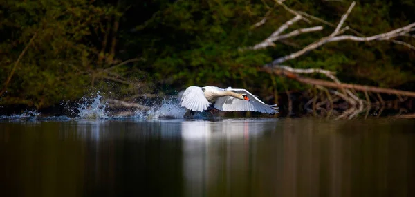 Amazing Swan Trying Take Surface Lake Best Photo — Stock Fotó