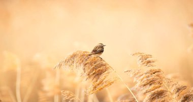 Whinchat Saxicola Rubetra dişisi çimlerin üzerinde oturuyor. Küçük şirin parlak çayır ötücü kuşu. Vahşi doğadaki kuş, en iyi fotoğraf.