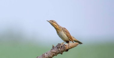 Wryneck Jynx torquilla sits on a branch and attracts a female, the best photo.