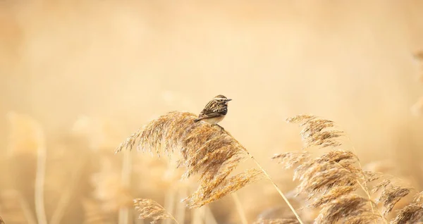 在草地上坐着金银花红花女 可爱的小普通明亮的草甸鸣鸟 野生动物中的小鸟 最好的照片 — 图库照片