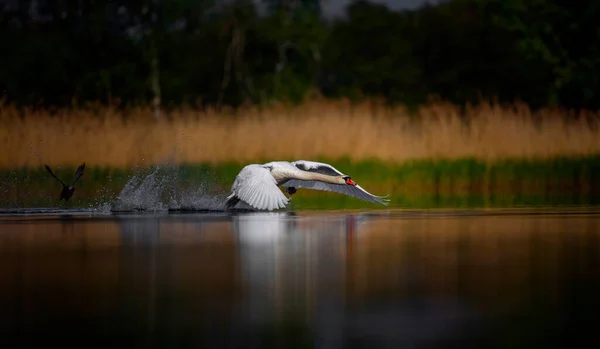 Amazing Swan Trying Take Surface Lake Best Photo — Stockfoto
