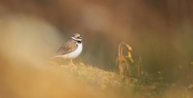 Charadrius dubius, doğal ortamdaki en iyi fotoğraf..