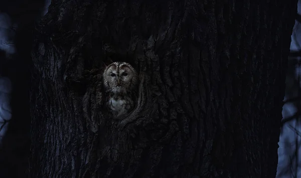 Strix Aluco Baykuşu Ağaçtaki Oyuğundan Yiyecek Için Pusuya Yatar Iyi — Stok fotoğraf