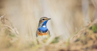 Beyaz benekli Luscinia svecica siyanekülü dondurucu zeminde soğuk bir günde oturuyor, en iyi fotoğraf..