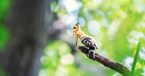 Crested Hoopoe Upupa Epoki Leci Gniazda Niesie Jedzenie Dla Samicy — Zdjęcie stockowe
