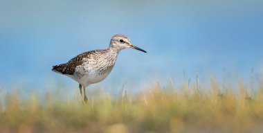 Tringa Glareola su birikintisinde yürür ve yiyecek arar, en iyi fotoğrafı..