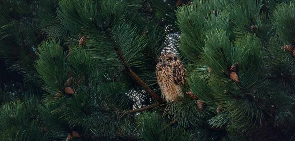 아시오 라무스는 나무에 먹이를 있습니다 — 스톡 사진