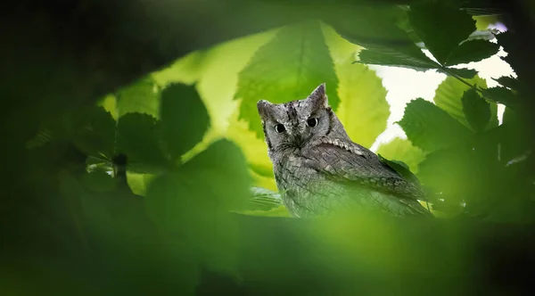 Otus Scops Sits Tree Branch Looks Out Food Best Photo — Stock Photo, Image