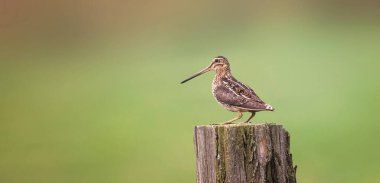 Yaygın Snipe Gallinago Gallinago çayırda yiyecek arıyor ve uçuyor. Tahta direklere oturuyor. En iyi fotoğraf.