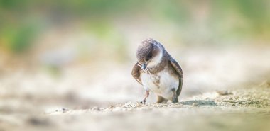 Riparia Riparia bir yuva yapmak için çim topluyor, en iyi fotoğraf..