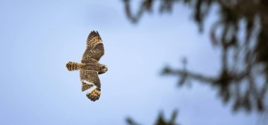 Asıo flammeus, av için gökyüzünde uçuyor, en iyi fotoğraf.
