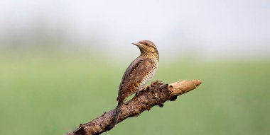 Wryneck Jynx torquilla sits on a branch and attracts a female, the best photo.