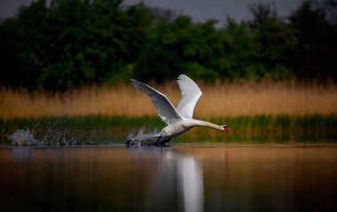 Amazing Swan trying to take off from the surface of the lake, the best photo.