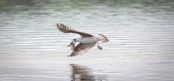 池での海鳥狩りの野生生物の背景は 水の上を飛んで魚をキャッチし そのくちばしに魚を持っています 最高の写真 — ストック写真