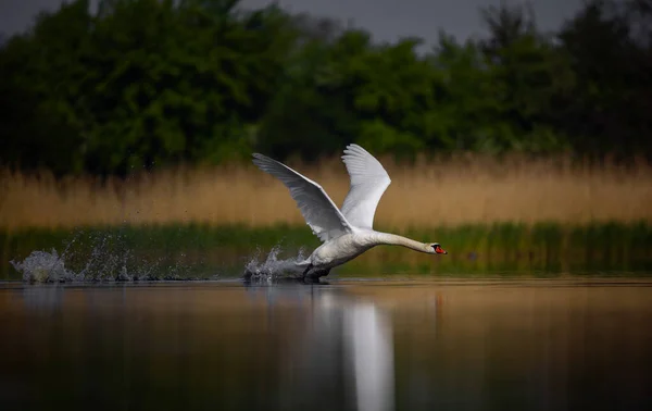 Amazing Swan Trying Take Surface Lake Best Photo — Foto Stock