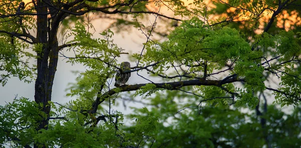 アテネは日没に木の枝の上に座って密かに見ている 最高の写真 — ストック写真