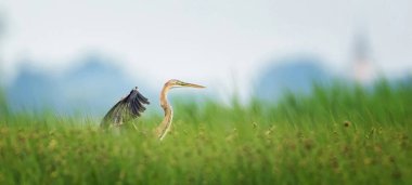 Ardea purpurea kırmızı balıkçıl sazlıkların üzerinden uçar ve en iyi fotoğraf olan çimenlerin üzerine düşer..