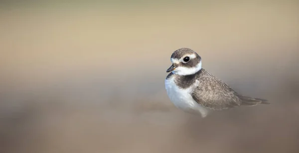 Charadrius Hiaticula Sand Plover Looking Food Shore Pond Best Photo — Stock Photo, Image